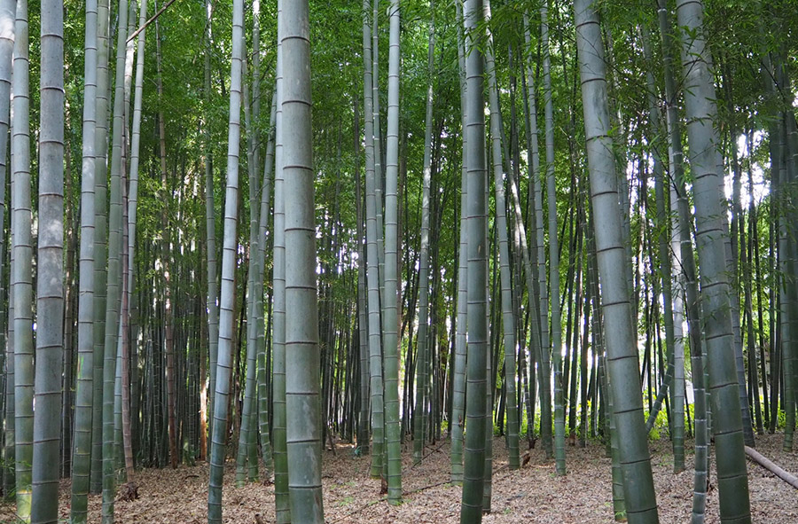 竹林を宅地分譲で活用